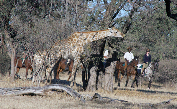royal tree giraffe sighting